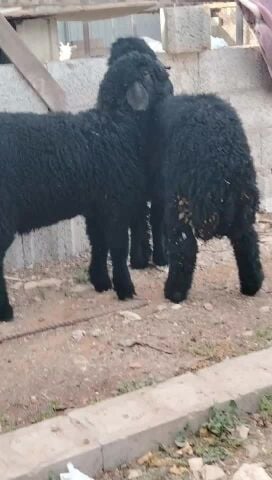 طليان عرب طيبه ماشالله وسمينه