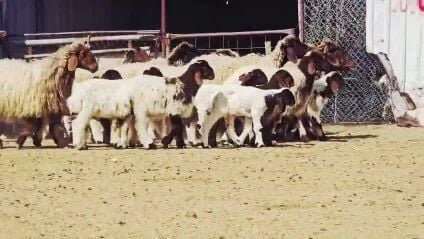 للبيع غنم سوريه وليد صنف فاخره 