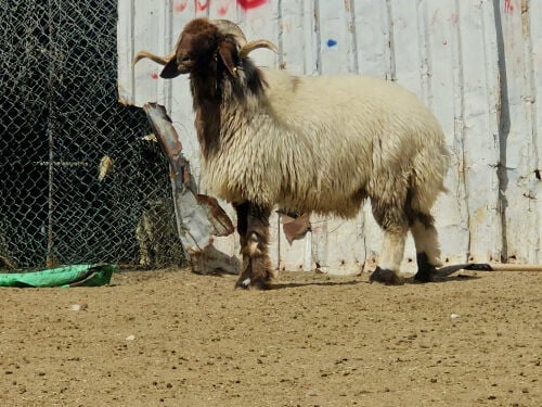 للبيع خروف فحل سوري صنف فاخر 