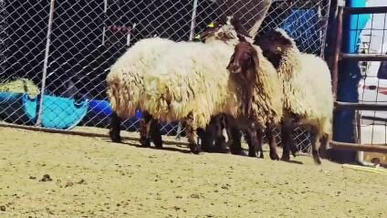 للبيع غنم سوريه دبس فاخره طيبه 