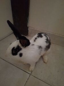 Adult male rabbit for sale