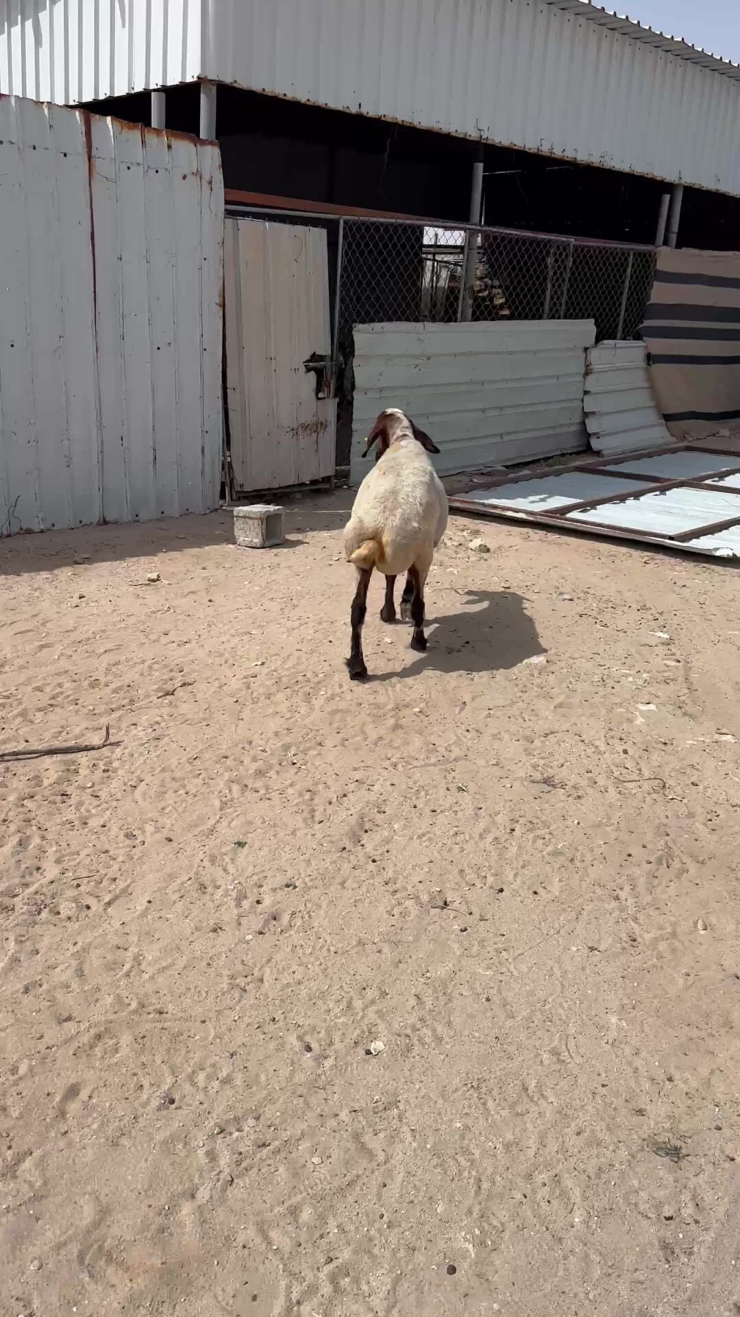 شاه سوريه سمينه 