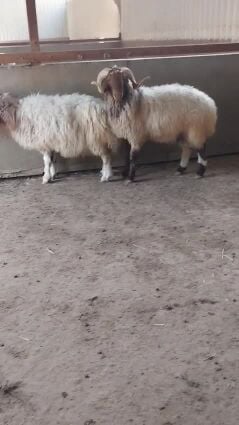 للبيع خروف سوري مشروط بالفيديو1