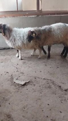 خروف سوري مشروط بالفيديو2