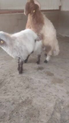 للبيع خروف سوري مشروط بالفيديو3