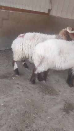 خروف سوري ينسف بالفيديو4