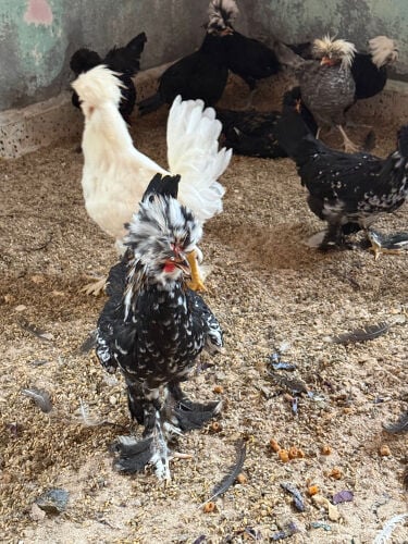 دجاج بولش و دجاج سلطاني