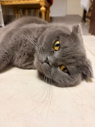 قطة اسكتلندية واحدة