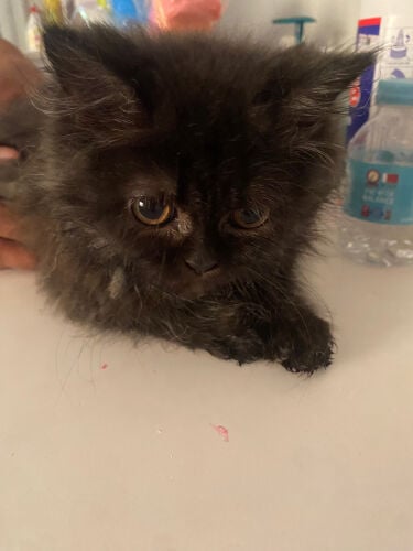 shirazy cat