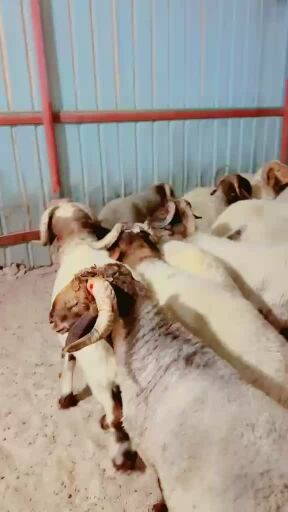 للبيع خرفان سوري انتاج قطر ضحي