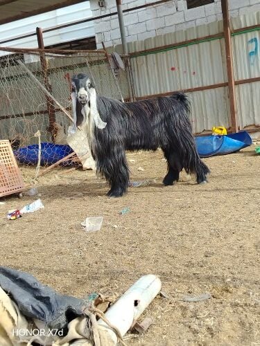 فحل عارضي شكل وجرم