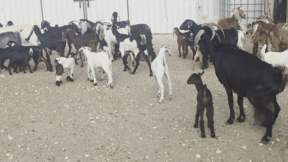 معزا وليد ٢٣ تحتها ٢٥