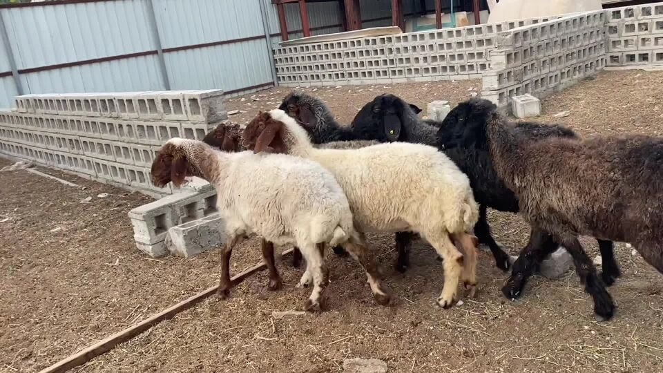 للبيع شويهات 4 عرب و2 سوريات طيبه