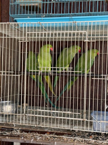 five female for sale