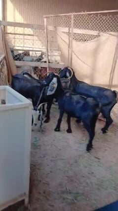 معزه عوارض ديت سلم