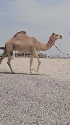 عمانيه طيبه