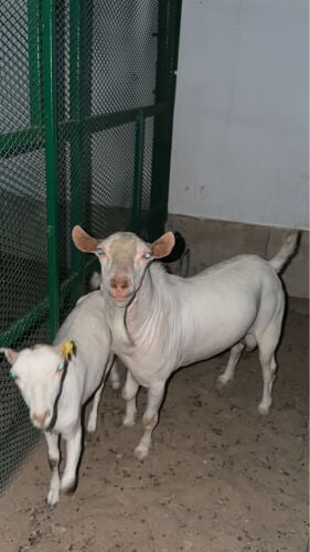 تيس عماني ابيض ماله قرون 