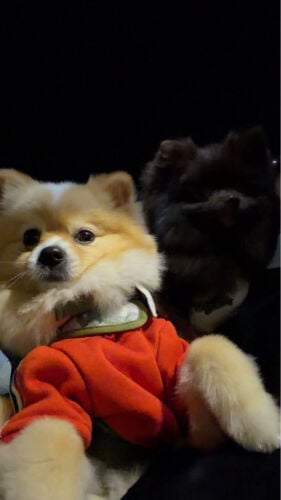 tow dogs for mating 