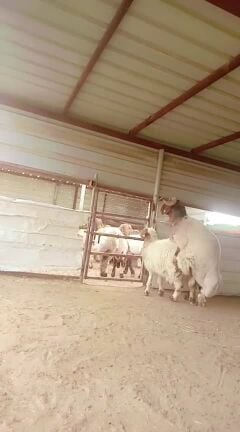 فحل سوري خصم 