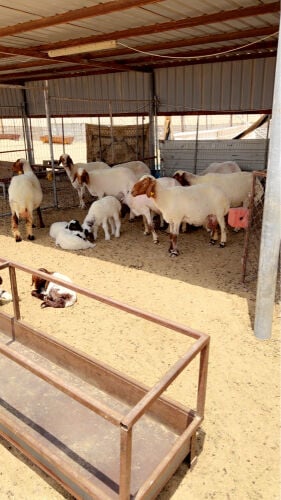 وليد 8تحتها 16