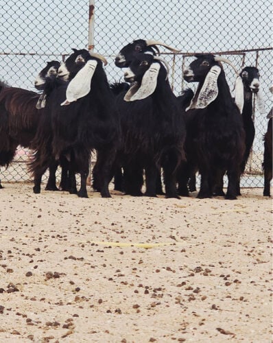 للبيع معزه عوارض سود اباكير طيبه 