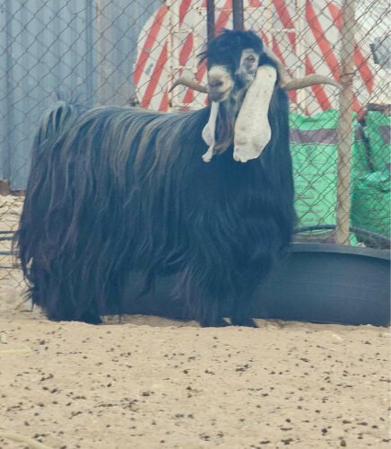 للبيع تيس فحل عارضي صنف طيب 