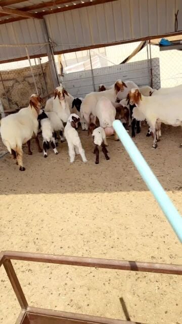 رغايث 18تحتها 18