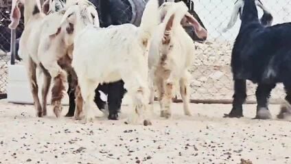 للبيع جمد عوارض طيبه 