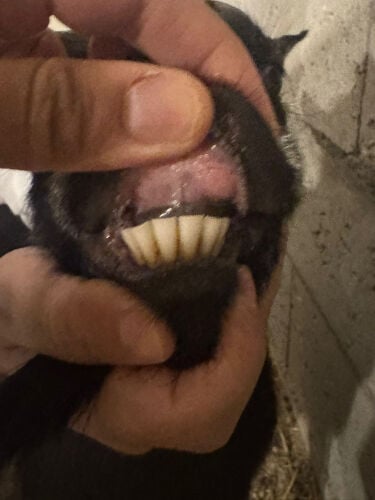 للبيع ماعز الغزم دافع 