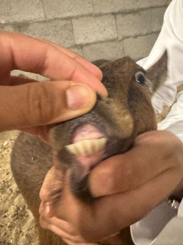 للبيع ماعز القزم دافع 