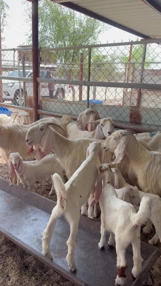 معزا مشاريك