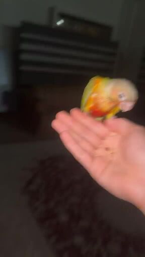 conure pineapple 