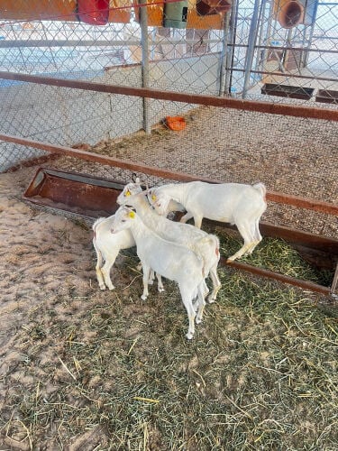 تيوس عمانيه سمان للبيع