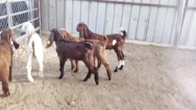 للبيع تيوس عوارض طيبه