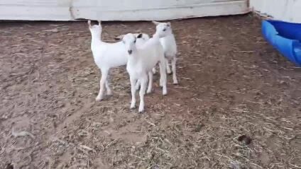 للبيع تيوس غوزي عمانيه طيبه