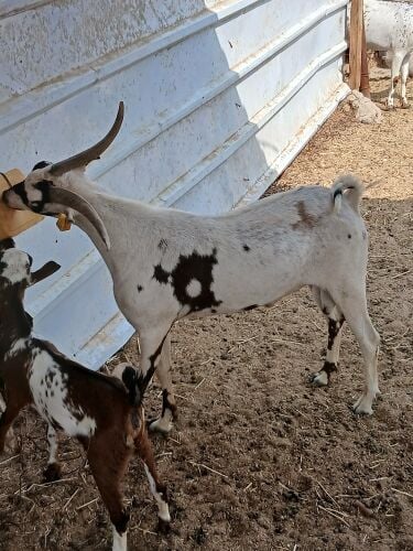 فحل  صلالي جيشي حار