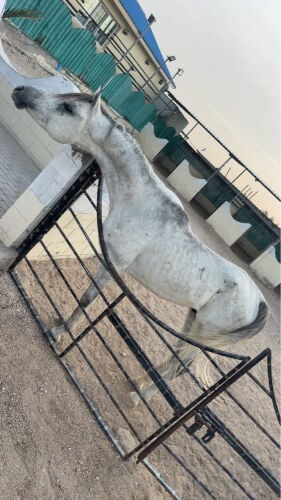 حصان عربي جمال