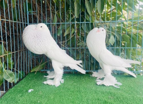 pouter breeding pair
