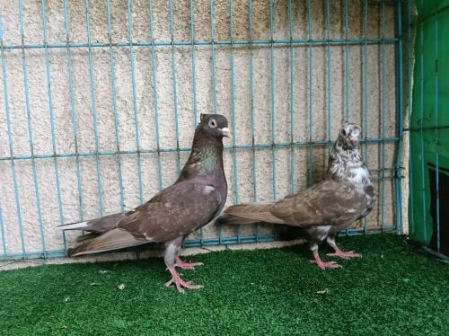 bushar breeding pair