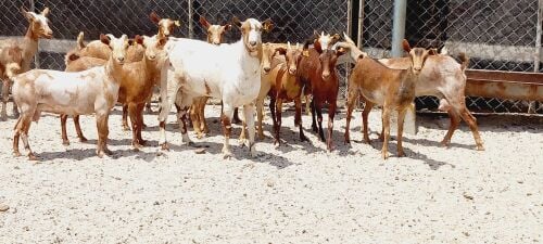 للبيع معزا عمانيات جيشيات دفيع