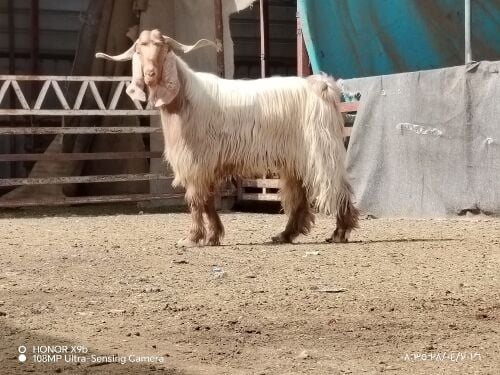 للبيع فحل عارضي احمر فحل طيبه