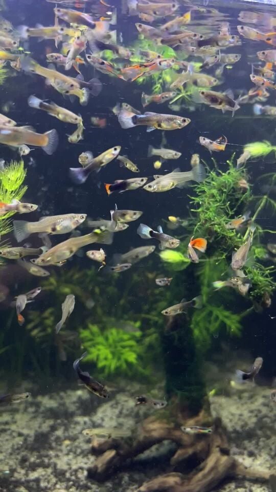 Mixed guppies for sale 