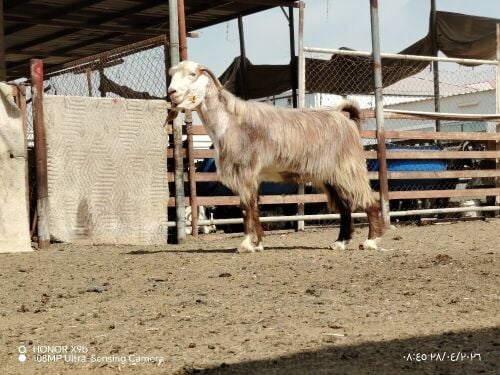 للبيع فحل عارضي احمر فحل طيب