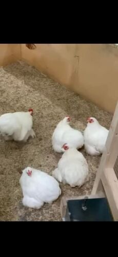 صوص كوشين قزم