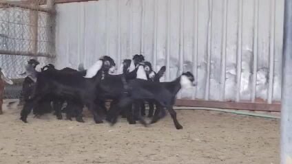 للبيع تيوس وجمد عوارض طيبه