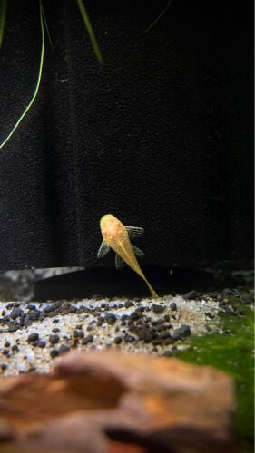 Bristel  nose pleco for sale 
