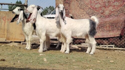 للبيع جمد عوارض حقب طيب