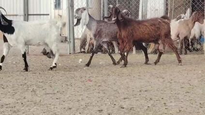 للبيع معزه طيبه حليب شرط