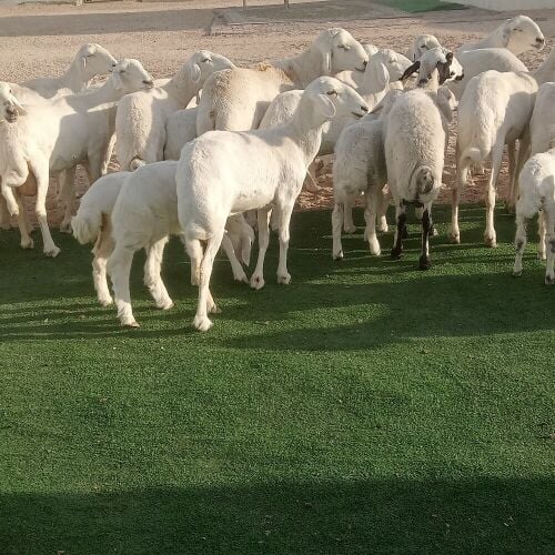 حبص وليد