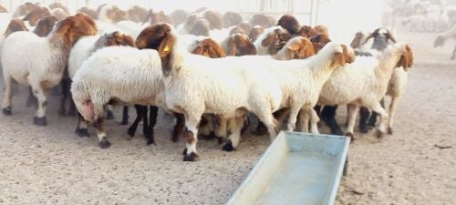 للبيع شويهات سوريه فاخره وصنف دبس